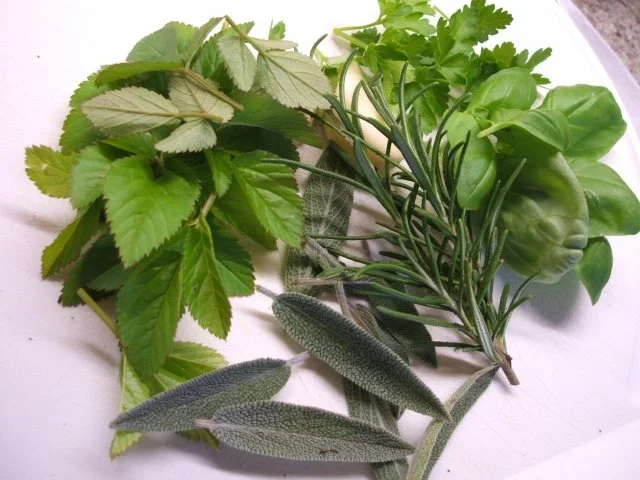 Fisch: Tintenfisch mit Kräuter(Bärlauch)Füllung - Rezept - Bild Nr. 3