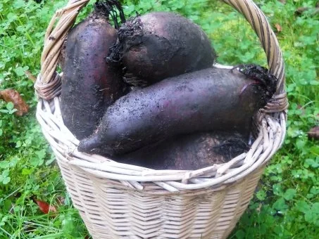 Rote - Beete - Salat à la "Oòrndrasch" (Rzpt. um 1977) - Rezept - Bild Nr. 2