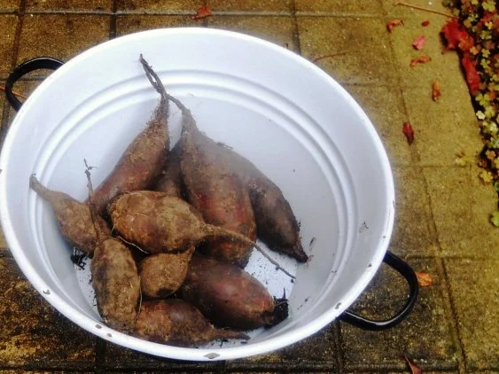 Rote - Beete - Salat à la "Oòrndrasch" (Rzpt. um 1977) - Rezept - Bild Nr. 3