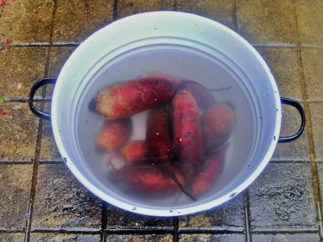 Rote - Beete - Salat à la "Oòrndrasch" (Rzpt. um 1977) - Rezept - Bild Nr. 5