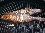 Fisch: Wolfsbarsch mit Rosmarin geräuchert - Rezept