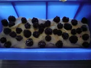 Rezept: Brombeerstollen Brombeerstollen - Rezept