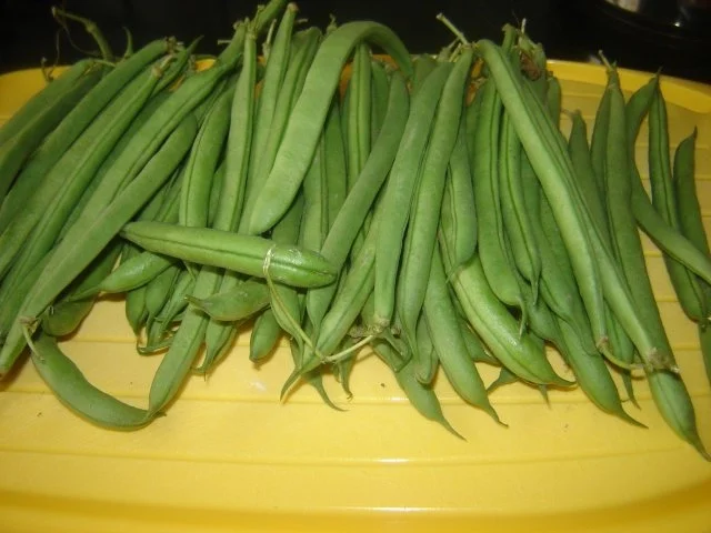 Grüne Bohnen in Olivenöl - Rezept - Bild Nr. 2