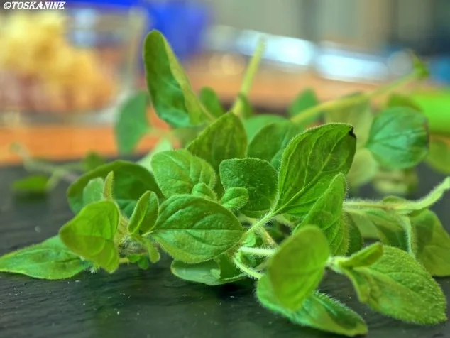 Rezept: Spaghetti mit Kräuterseitlings-Tomaten-Sugo Bild Nr. 5 Spaghetti mit Kräuterseitlings-Tomaten-Sugo - Rezept - Bild Nr. 5