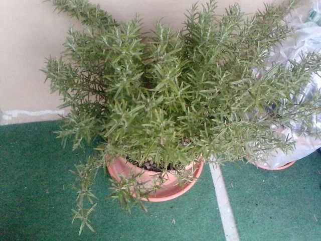 ZWEITBESTE LACHSFORELLE DES ALLGÄUS - FÜLL - GRILL-FORELLE - Rezept - Bild Nr. 2