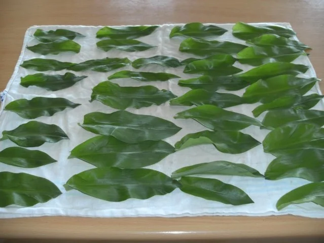 Rezept: Konservieren: Bärlauch-Paste Bild Nr. 3 Konservieren: Bärlauch-Paste - Rezept - Bild Nr. 3