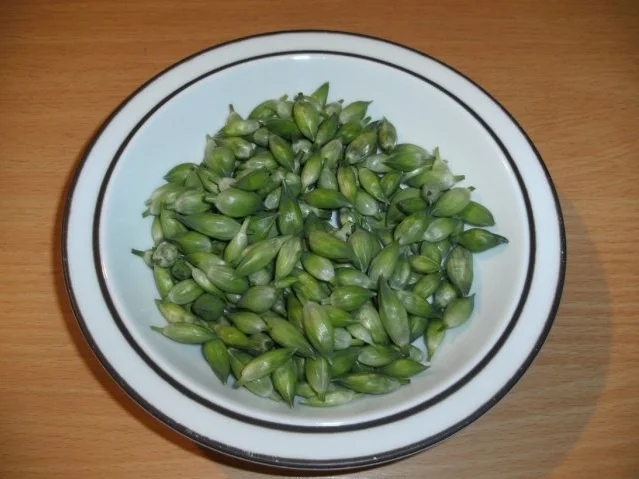 Konservieren: Bärlauch-Kapern - Rezept - Bild Nr. 2