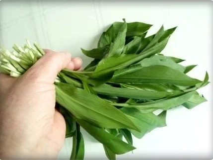 Bärlauchsauce auf Mayonnaise Basis - Rezept - Bild Nr. 3