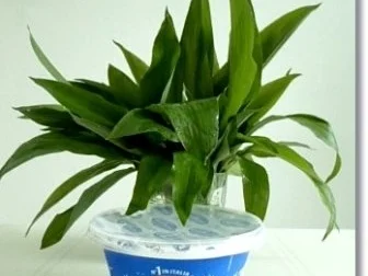 Rezept: Grüner Frühlings Smoothie Bild Nr. 2 Grüner Frühlings Smoothie - Rezept - Bild Nr. 2