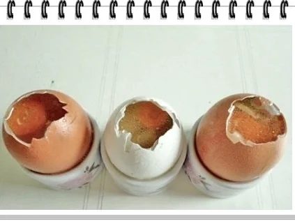 Rezept: Sülze - Ostereier auf Kräutersauce Bild Nr. 10 Sülze - Ostereier auf Kräutersauce - Rezept - Bild Nr. 10