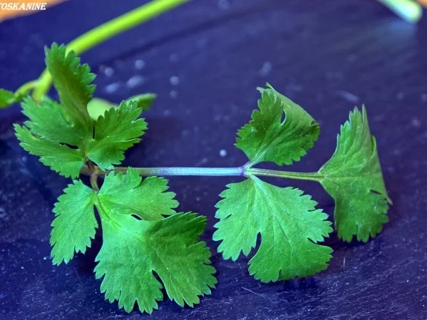 Rezept: Austria meets Asia Bild Nr. 13 Austria meets Asia - Rezept - Bild Nr. 13