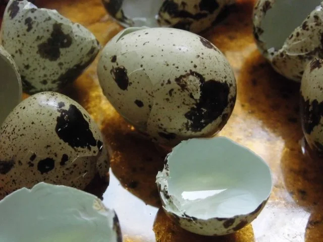 Rezept: Spaghetti mit Spinat und 12 Eiern Bild Nr. 4 Spaghetti mit Spinat und 12 Eiern - Rezept - Bild Nr. 4