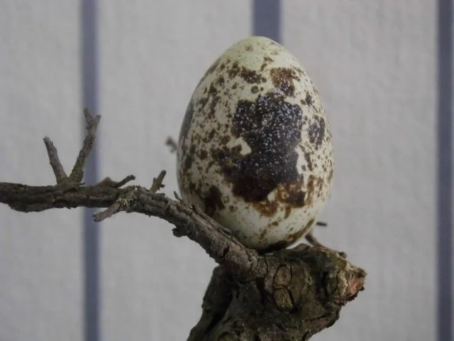 Rezept: Spaghetti mit Spinat und 12 Eiern Bild Nr. 5 Spaghetti mit Spinat und 12 Eiern - Rezept - Bild Nr. 5