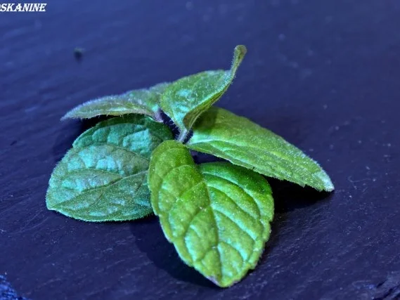 Dill-Gemüse - Rezept - Bild Nr. 3