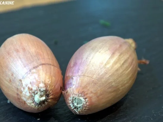 Dill-Gemüse - Rezept - Bild Nr. 5