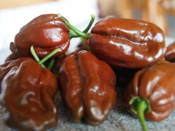 Chocolate-Habanero Minze-Pesto - Rezept