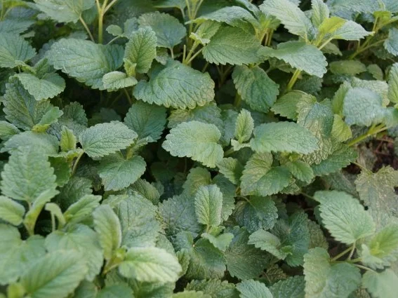 Chocolate-Habanero Minze-Pesto - Rezept - Bild Nr. 2