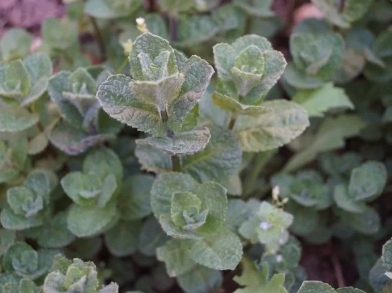 Chocolate-Habanero Minze-Pesto - Rezept - Bild Nr. 3