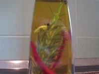 Würzöl, selbstgemacht - zum Verfeinern von Salaten und pikanten Speisen - Rezept