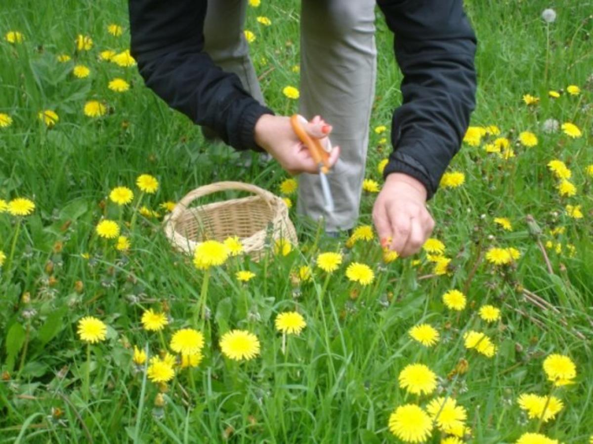 Löwenzahnblüten-Honig - Rezept - Bild Nr. 2