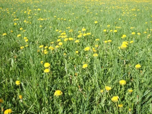 Vorrat: Löwenzahnhonig - Rezept - Bild Nr. 2