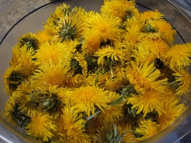 Vorrat: Löwenzahnhonig - Rezept - Bild Nr. 3