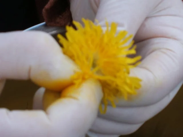 Vorrat: Löwenzahnhonig - Rezept - Bild Nr. 4