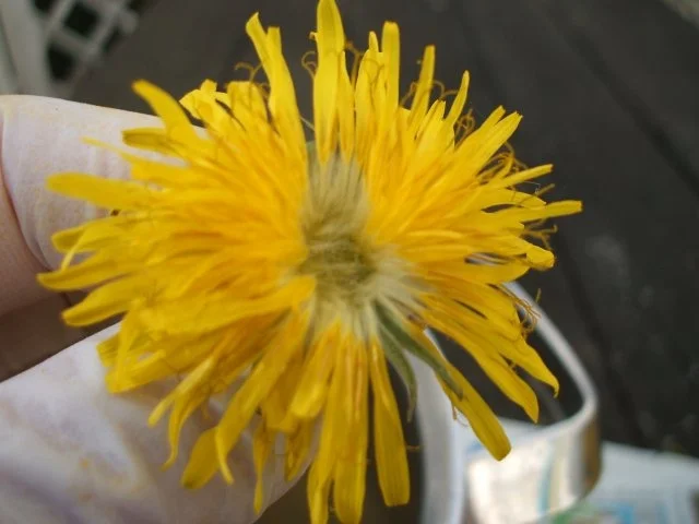 Vorrat: Löwenzahnhonig - Rezept - Bild Nr. 5