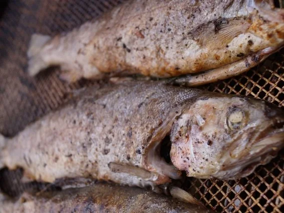 Gegrillte-Kräuterforelle - Rezept