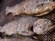 Rezept: Gegrillte-Kräuterforelle Gegrillte-Kräuterforelle - Rezept