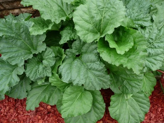 5 Gläser Rhabarber - Orangenmix mit Pfiff ! - Rezept - Bild Nr. 2