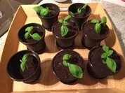 Graboswki lässt grüßen - Rezept