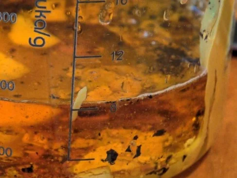 Rezept: Wilder Salat mit frittierten Wachteleiern Bild Nr. 20 Wilder Salat mit frittierten Wachteleiern - Rezept - Bild Nr. 20