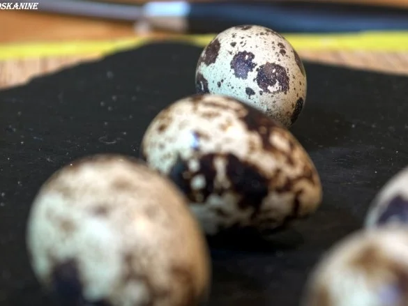 Rezept: Wilder Salat mit frittierten Wachteleiern Bild Nr. 3 Wilder Salat mit frittierten Wachteleiern - Rezept - Bild Nr. 3