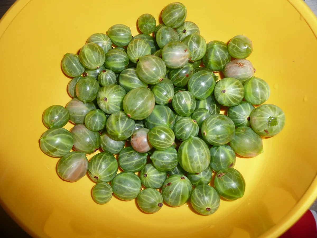 Stachelbeere -Gewittertorte - Rezept - Bild Nr. 150