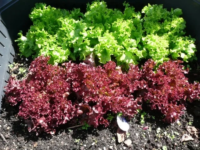 Mutters Lieblings - Salat - Rezept - Bild Nr. 2