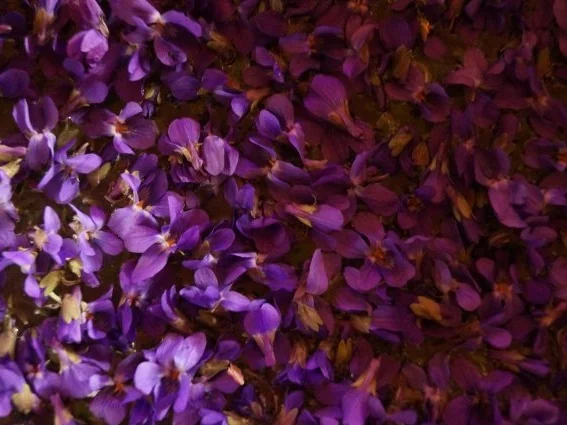 Veilchen-Thymian Sirup - Rezept - Bild Nr. 4