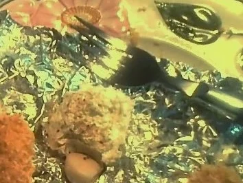 Rezept: Mollys Ziegentaler Mollys Ziegentaler - Rezept