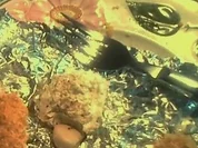 Mollys Ziegentaler - Rezept