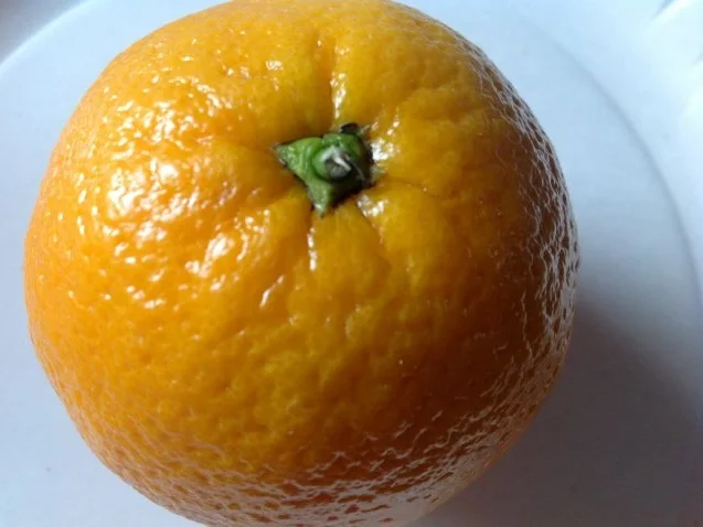 Salzorangen - Rezept - Bild Nr. 2