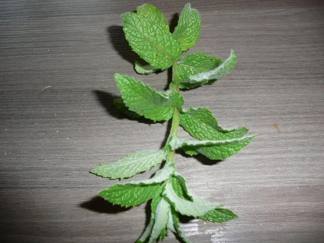 Rezept: Fruchtiger Pfefferminztee Bild Nr. 2 Fruchtiger Pfefferminztee - Rezept - Bild Nr. 2