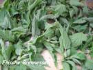Vorräte :  Frische Brennessel - getrocknete Brennessel - Rezept