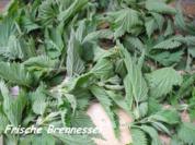 Vorräte :  Frische Brennessel - getrocknete Brennessel - Rezept