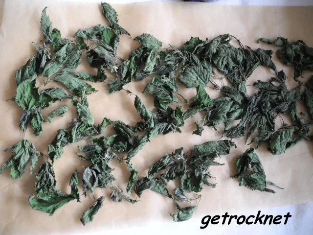 Vorräte :  Frische Brennessel - getrocknete Brennessel - Rezept - Bild Nr. 2