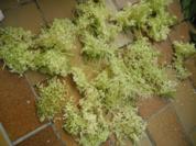 Vorräte :  Frische Holunderblüten - getrocknete Holunderblüten - Rezept