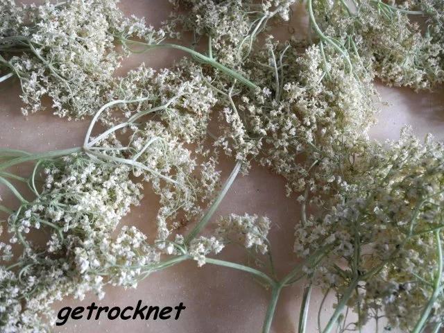Rezept: Vorräte : Frische Holunderblüten - getrocknete Holunderblüten Bild Nr. 2 Vorräte : Frische Holunderblüten - getrocknete Holunderblüten - Rezept - Bild Nr. 2