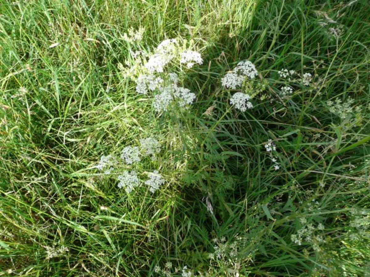 Vorrat :  Für Tee oder  Blüten - Butter - Rezept - Bild Nr. 2