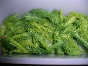 Tannen - Spitzen - Likör - Rezept