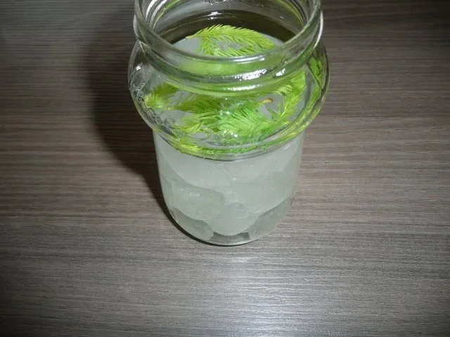 Tannen - Spitzen - Likör - Rezept - Bild Nr. 2