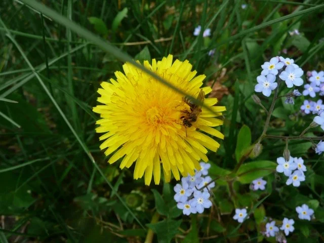 Blütenbutter - Rezept - Bild Nr. 3